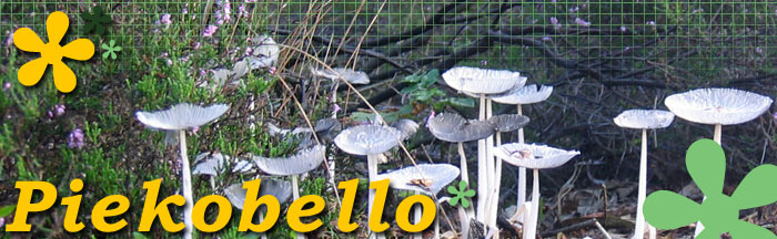 Piekobello