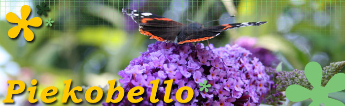 Piekobello